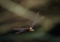BROWN HAWKER