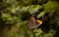 INDIAN LEAF BUTTERFLY