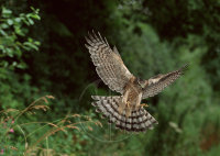 SPARROW HAWK
