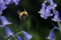 CARDER BUMBLEBEE