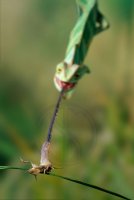 VEILED or YEMENI  CHAMELEON
