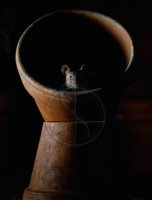 HOUSE MOUSE