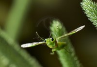 15-sawfly