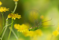 SPECKLED BUSH CRICKET