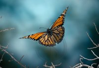 MONARCH