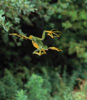 WALLACE'S FLYING FROG