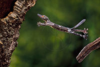 LEAF-TAILED GECKO