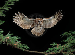 TAWNY OWL