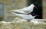 Arctic Terns