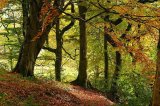Autumn Woodland