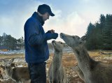 Feeding The Deer