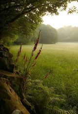 First Light