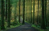 Woodland Path