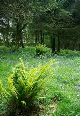 Last of the Bluebells