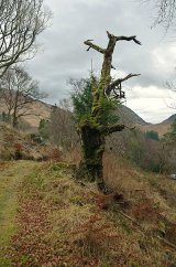 Glen Creran