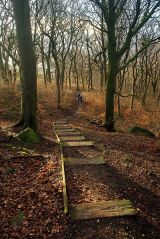 Woodland Path