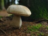 Mushroom