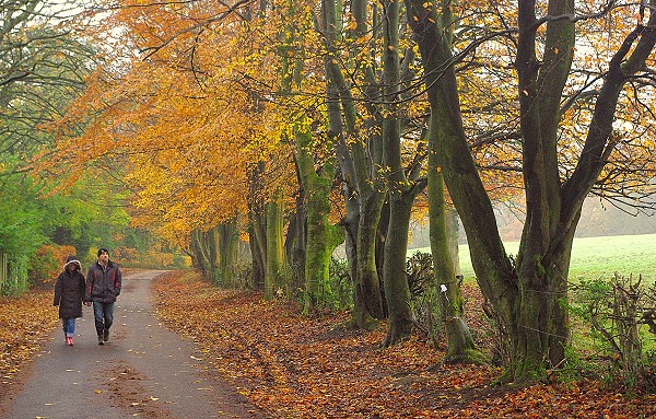 Autumn Walk