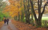 Autumn Walk
