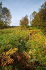 Autumn Walk