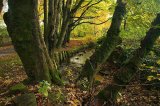 Bradshaw Brook
