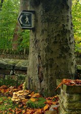 This way for the Mushrooms!