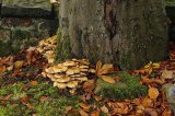 Fungus