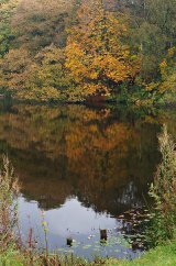 Autumn Reflections
