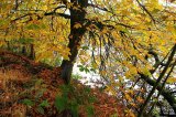 Overhanging Tree