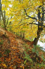 Woodland Path