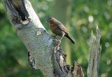 Fieldfare
