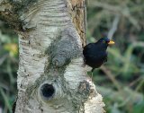 Blackbird