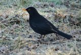 Blackbird 5