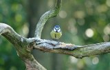 Blue Tit