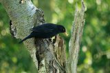 Blackbird 4