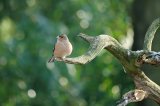 Chaffinch
