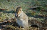 Grey Squirrel
