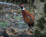 Pheasant