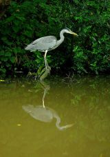 Heron