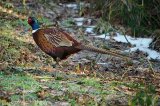 Pheasant