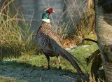 Pheasant