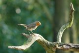 Robin