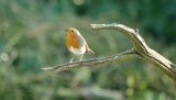 Robin 2