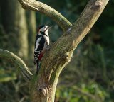 Woodpecker