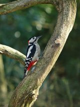 Birding for Beginners!