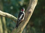 Woodpecker