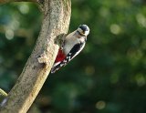 Woodpecker 2