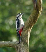 Woodpecker
