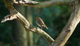 Robin Redbreast