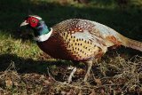 Pheasant